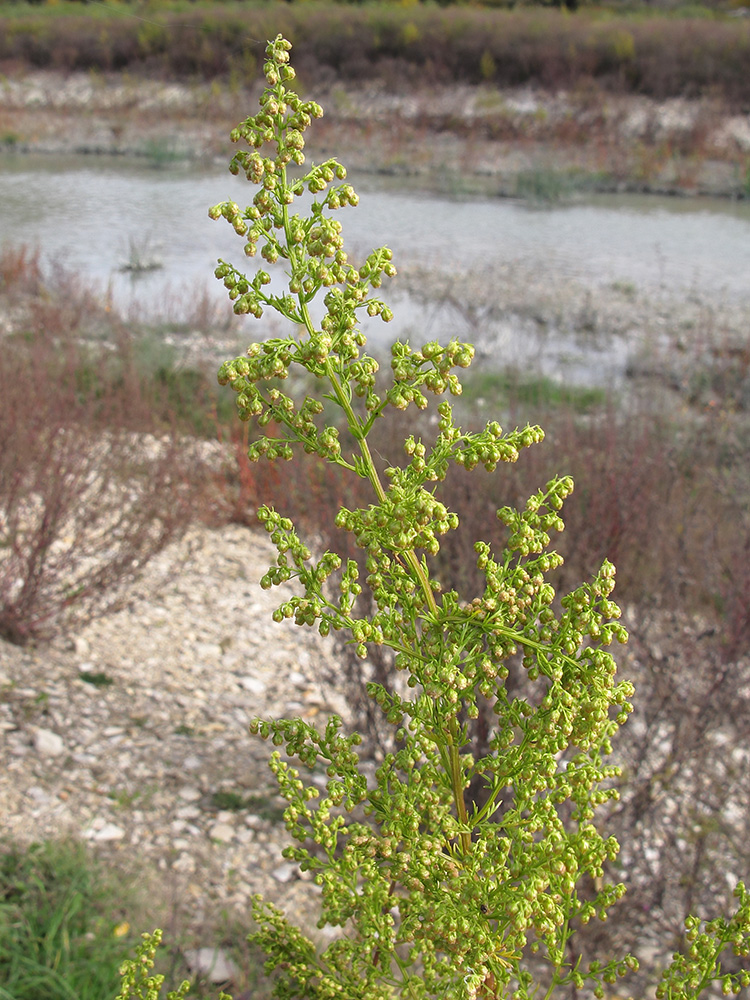 Image of Artemisia annua specimen.