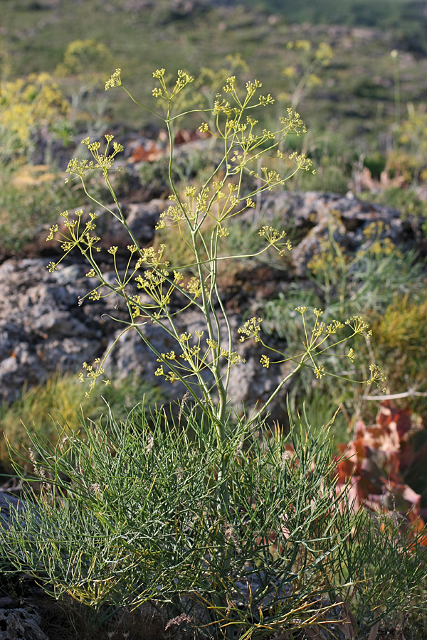 Изображение особи Ferula leucographa.