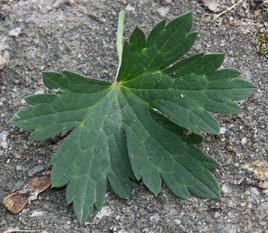 Image of Geranium wallichianum specimen.