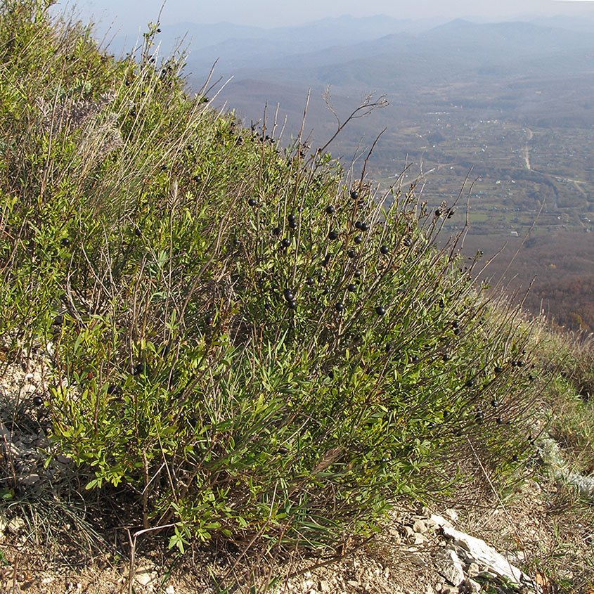 Image of Jasminum fruticans specimen.