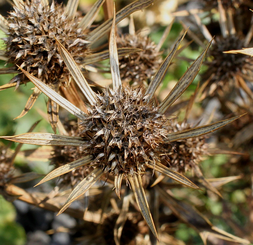 Image of Eryngium bourgatii specimen.