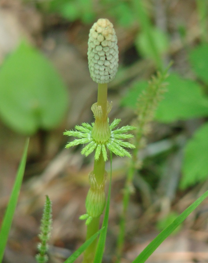 Image of Equisetum sylvaticum specimen.