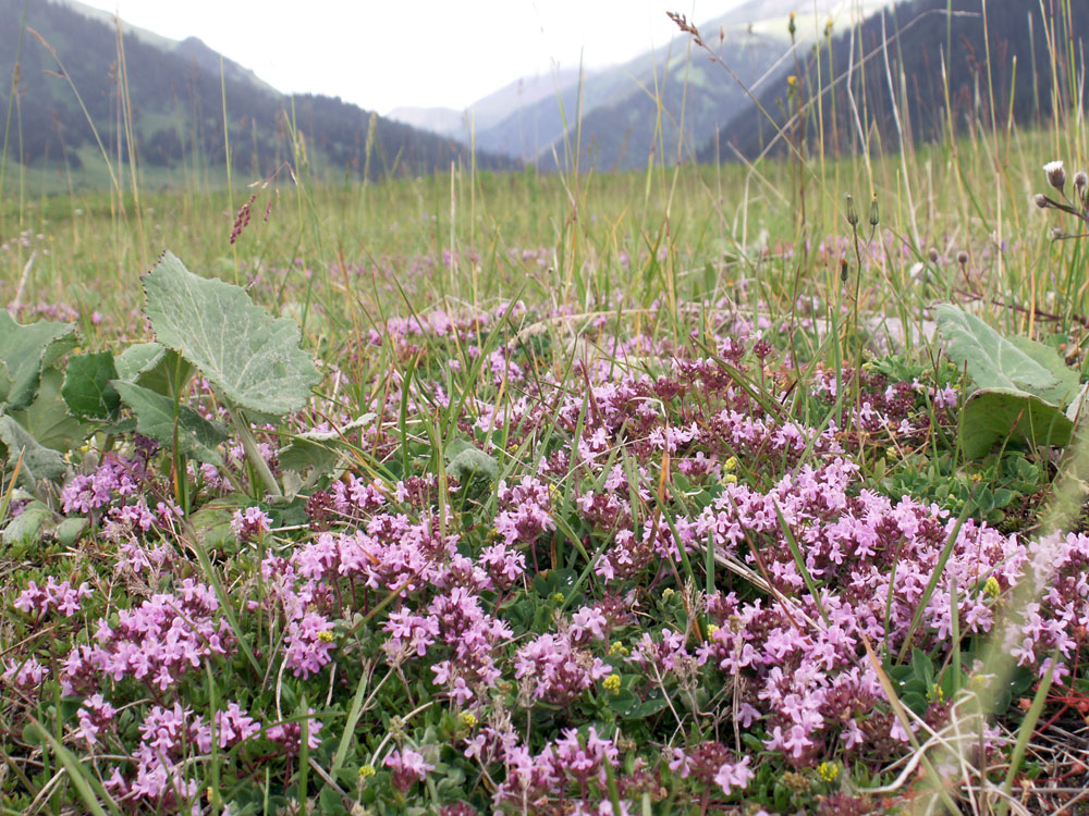 Изображение особи род Thymus.