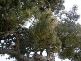 genus Pinus. Часть ствола и ветви с незрелыми шишками и паразитирующей омелой (Viscum). Греция, Центральная Македония, ном Пиерия, окр. г. Дион, 21.07.2013.