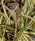 Carex hachijoensis. Соцветие ('Evergold'). Германия, г. Дюссельдорф, Ботанический сад университета. 10.03.2014.