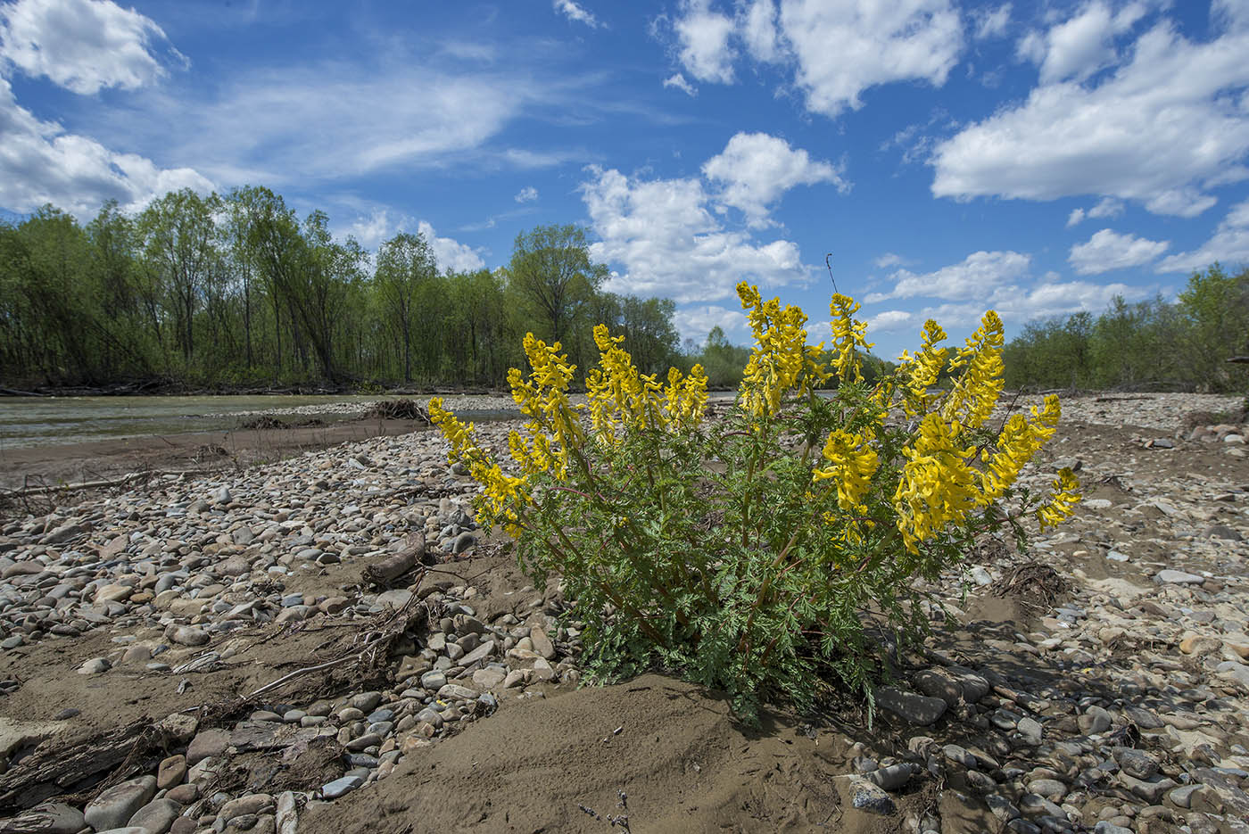 Image of Corydalis speciosa specimen.