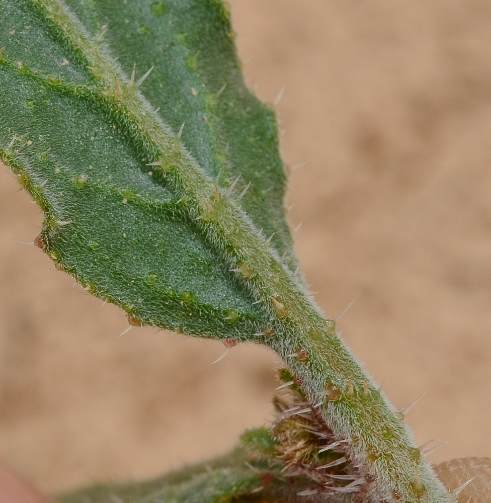 Image of Trichodesma africana specimen.