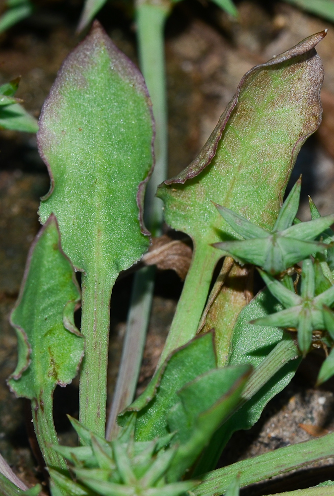 Image of Damasonium alisma specimen.