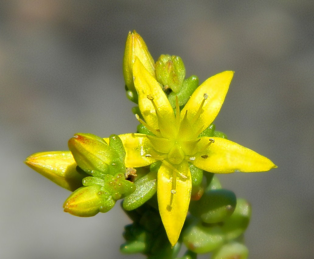 Image of Sedum acre specimen.