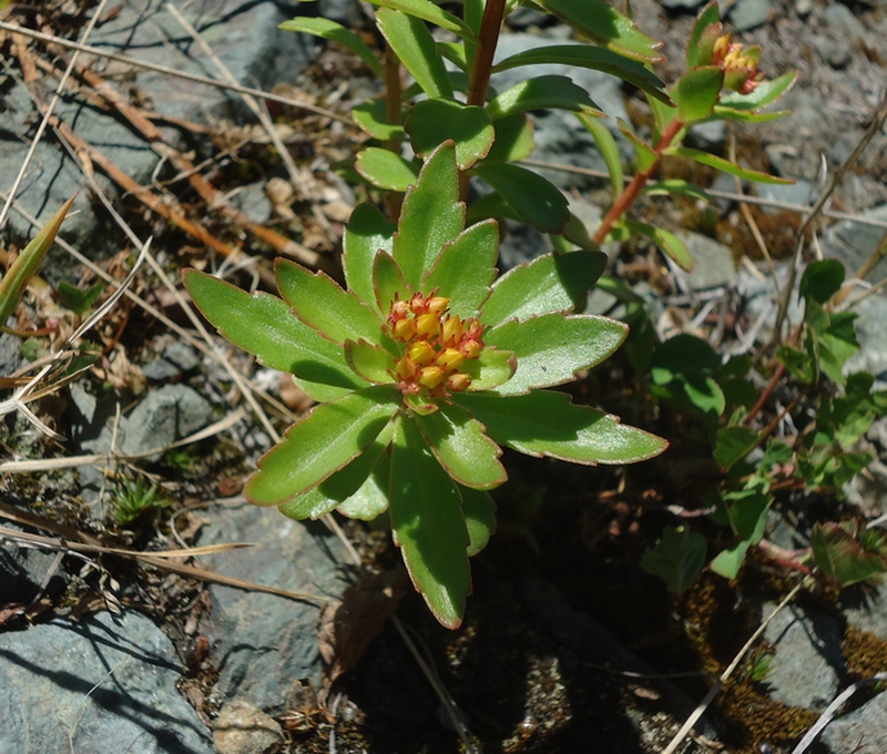 Image of Aizopsis kamtschatica specimen.