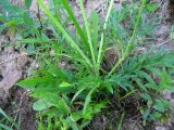 Scabiosa columbaria