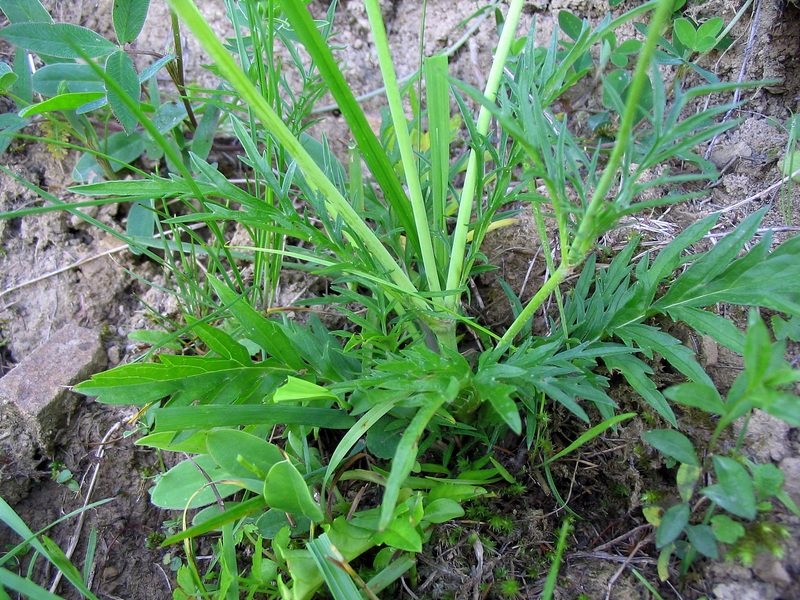 Image of Scabiosa columbaria specimen.