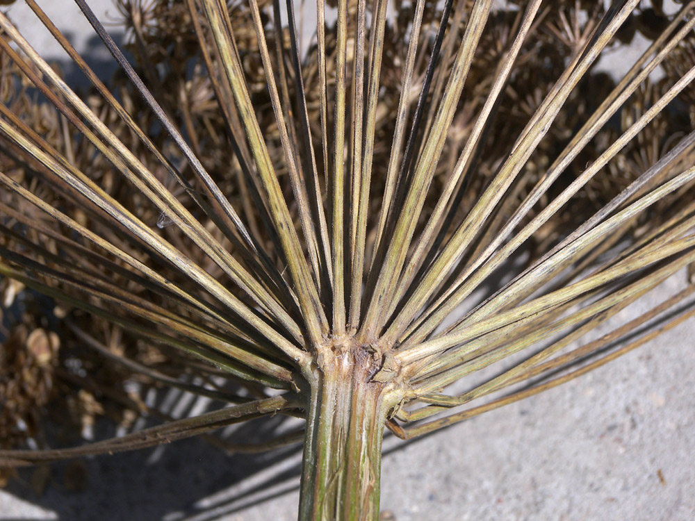 Image of genus Heracleum specimen.