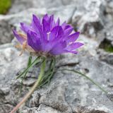 Edraianthus tenuifolius. Соцветие. Черногория, нац. парк Ловчен. 18.07.2014.