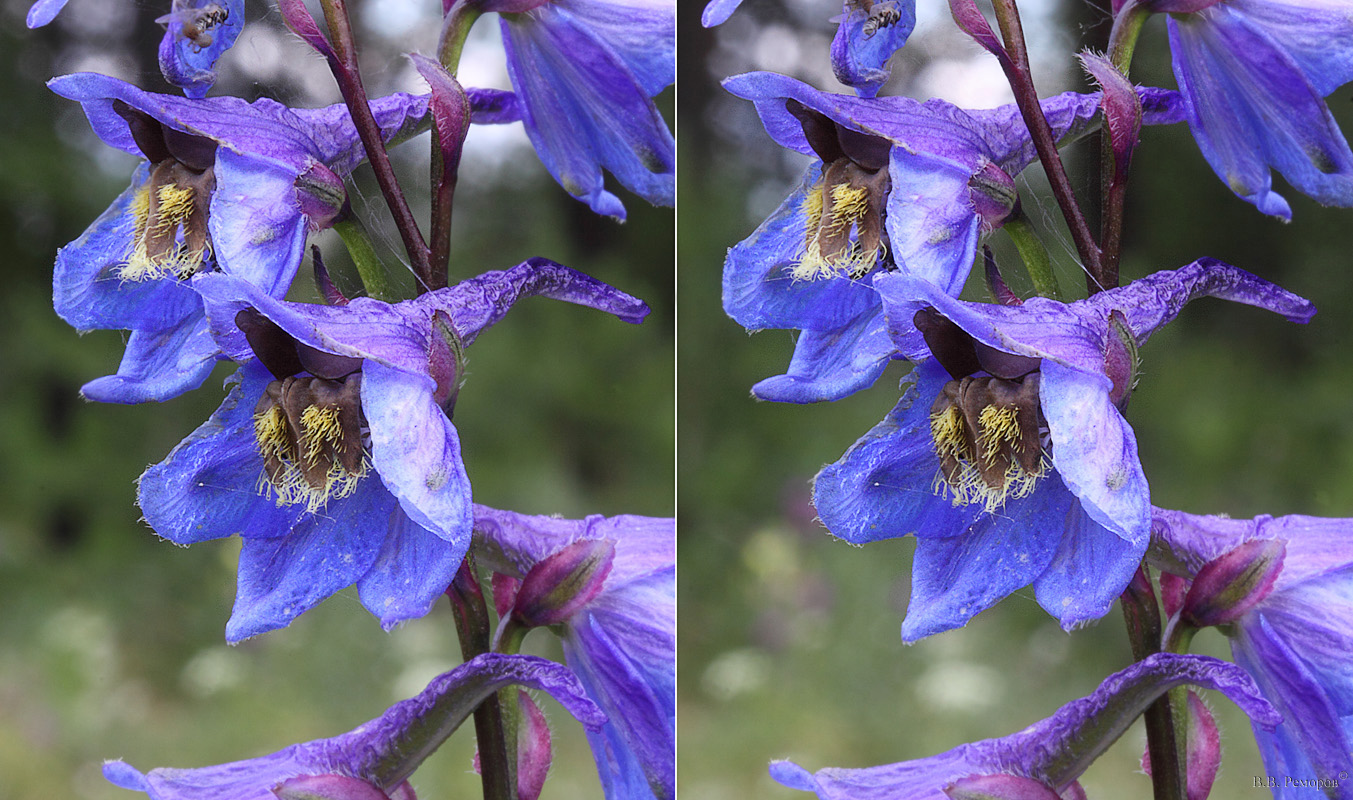 Image of Delphinium retropilosum specimen.