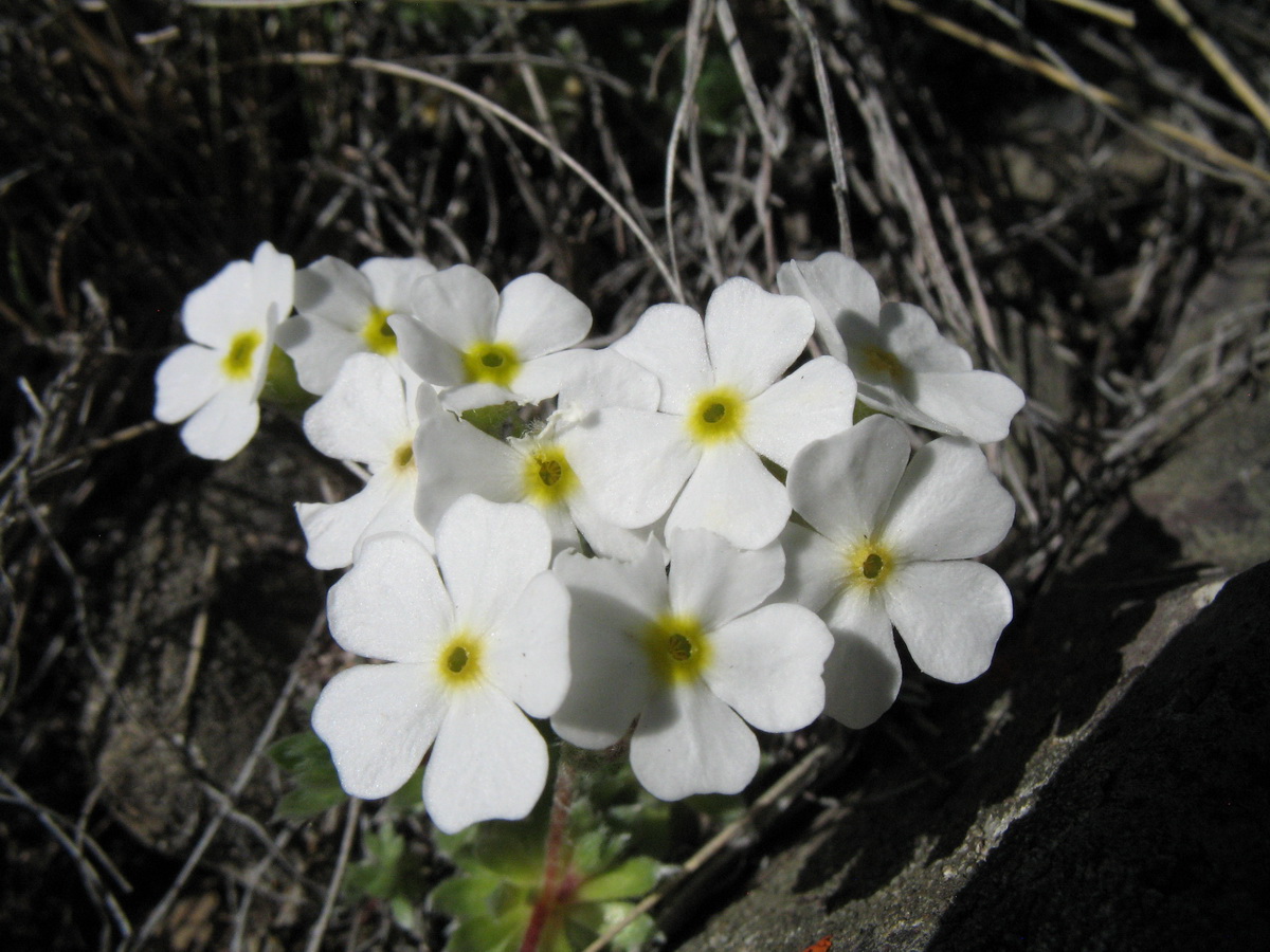 Image of Androsace ovczinnikovii specimen.