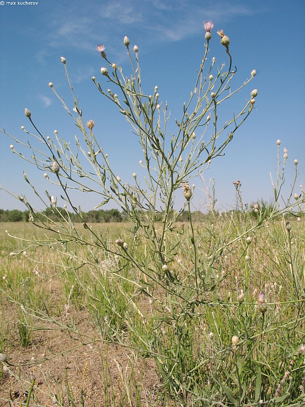 Image of Centaurea arenaria specimen.