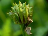 Trollius riederianus. Плод в начале созревания.