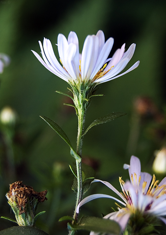 Image of Symphyotrichum novi-belgii specimen.