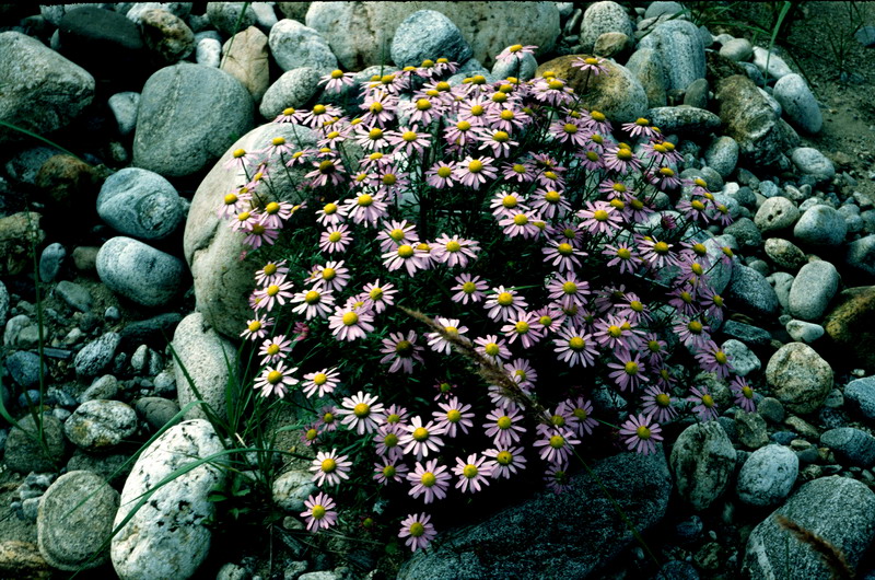 Image of Chrysanthemum zawadskii specimen.