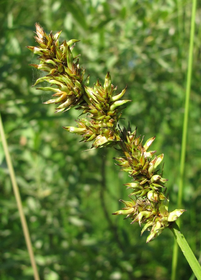 Image of Carex vulpina specimen.