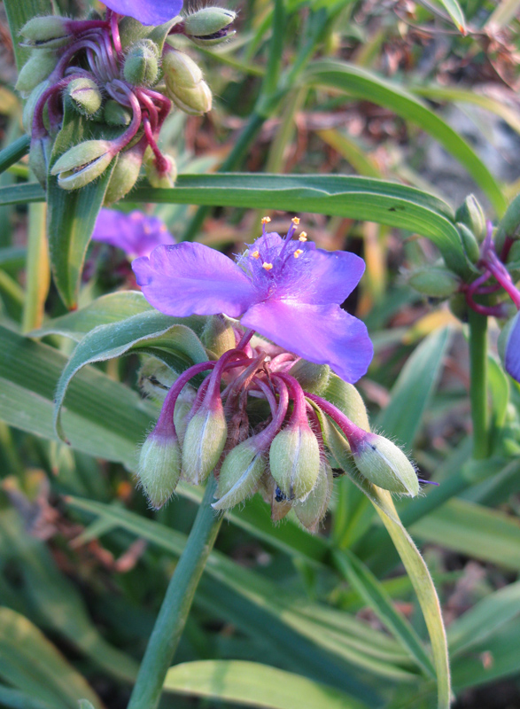 Image of Tradescantia virginiana specimen.