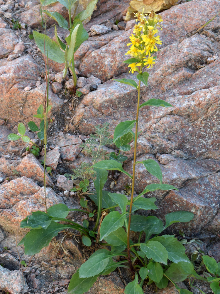 Image of Solidago virgaurea ssp. dahurica specimen.