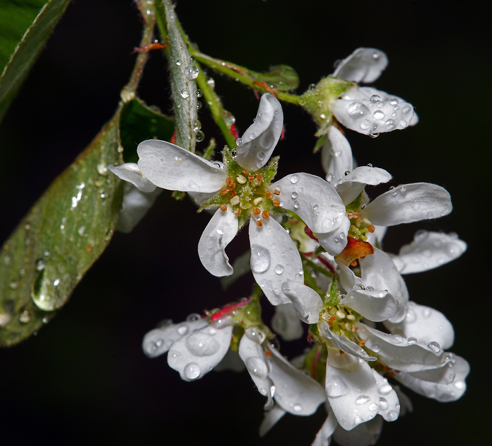 Image of Amelanchier spicata specimen.