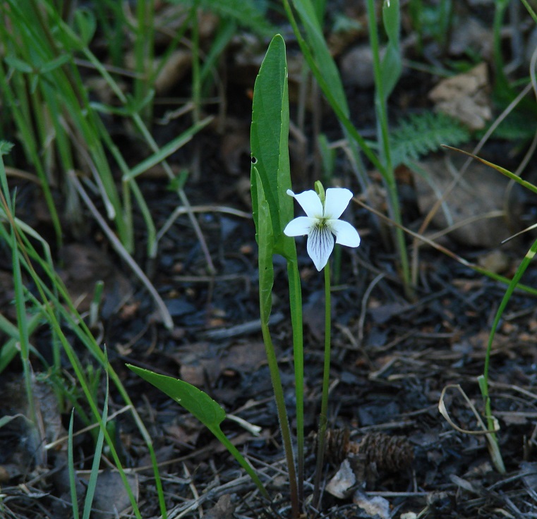 Image of Viola patrinii specimen.