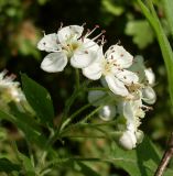 Crataegus nigra