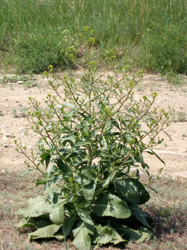 Image of Erucastrum armoracioides specimen.