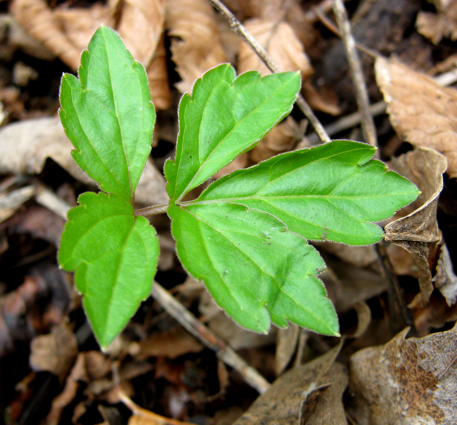 Image of Cardamine quinquefolia specimen.