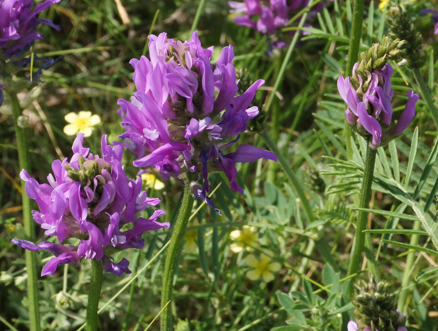 Image of Astragalus onobrychis specimen.