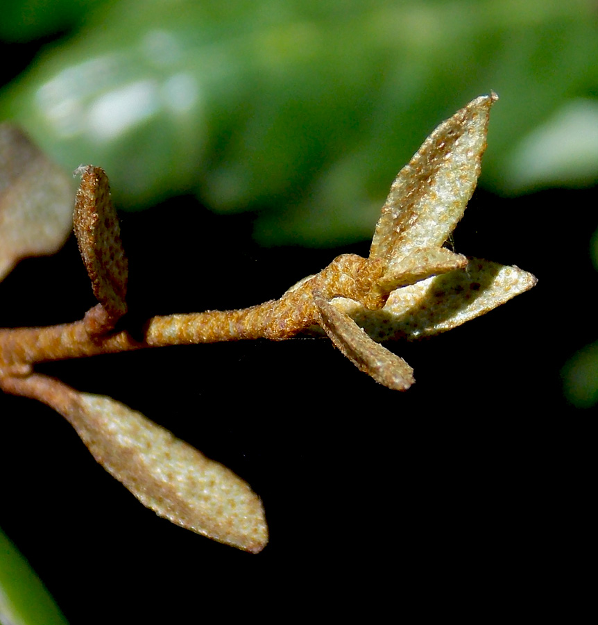 Image of Elaeagnus pungens specimen.