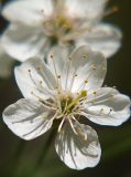 Cerasus vulgaris. Цветки. Санкт-Петербург. 29.05.2009.