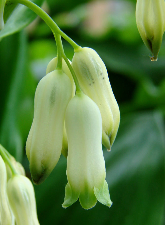 Image of Polygonatum multiflorum specimen.