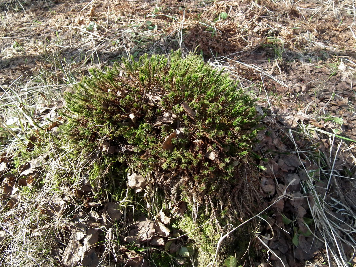 Изображение особи семейство Polytrichaceae.