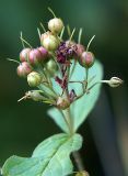 Lysimachia vulgaris. Соплодие с незрелыми плодами. Санкт-Петербург, Пискарёвский парк. 16.09.2009.