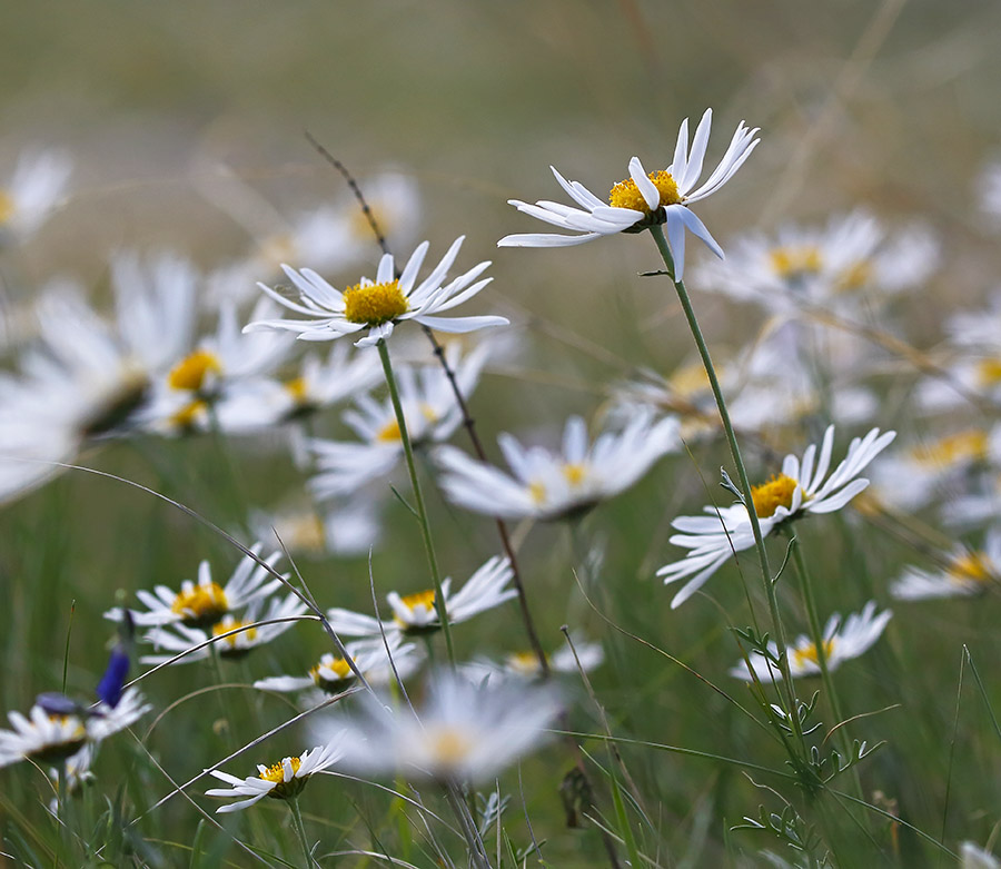 Image of Chrysanthemum zawadskii specimen.