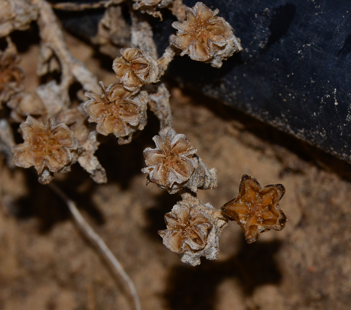 Image of Mesembryanthemum crystallinum specimen.