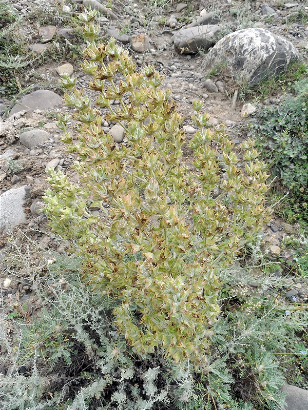 Image of Salvia aethiopis specimen.