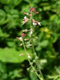 Circaea lutetiana subspecies quadrisulcata. Соцветие. Приморье, окр. г. Находка, разнотравный луг. 04.08.2016.