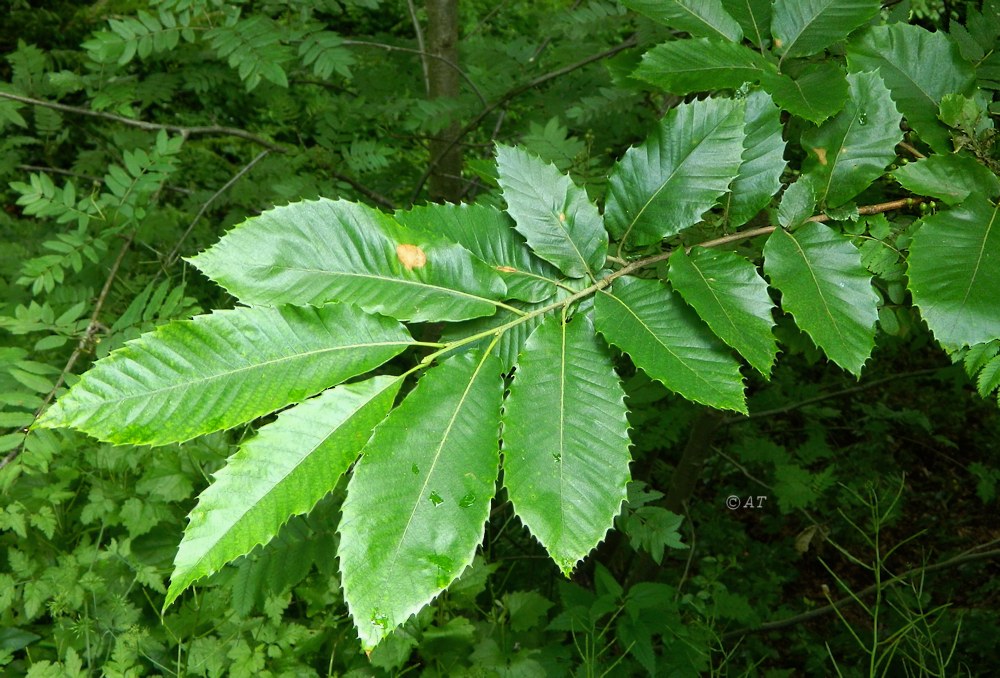 Image of Castanea sativa specimen.