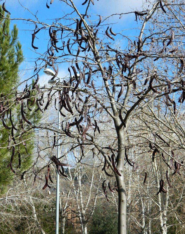 Image of genus Gleditsia specimen.