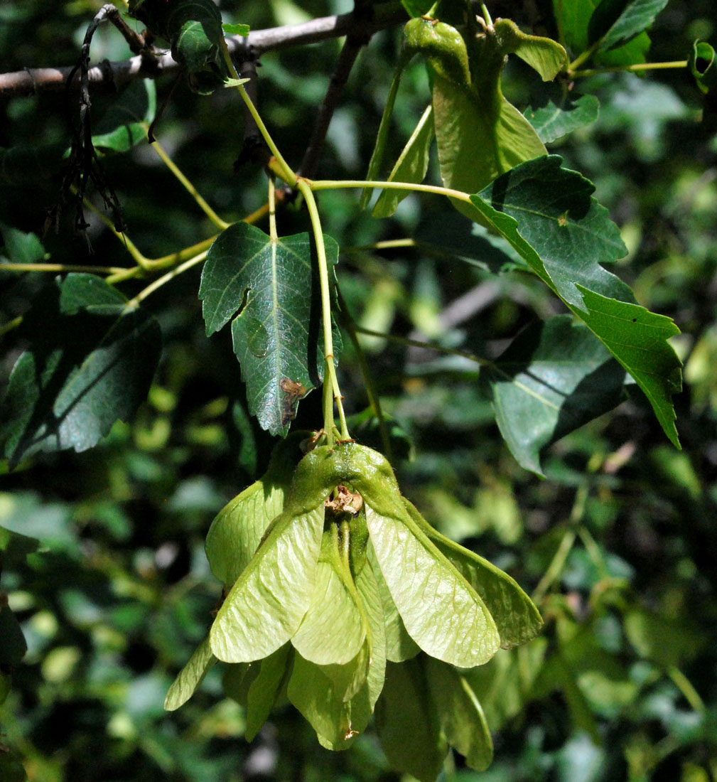 Image of Acer semenovii specimen.