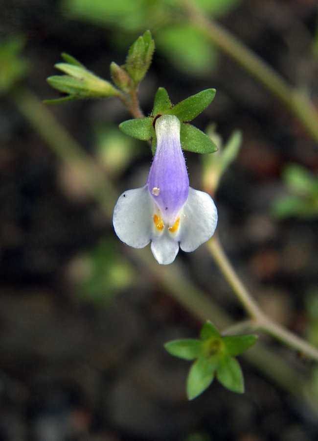 Image of Mazus pumilus specimen.