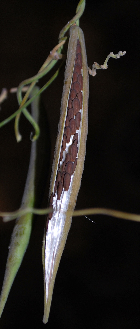 Image of Cynanchum sibiricum specimen.