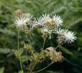 Thalictrum contortum