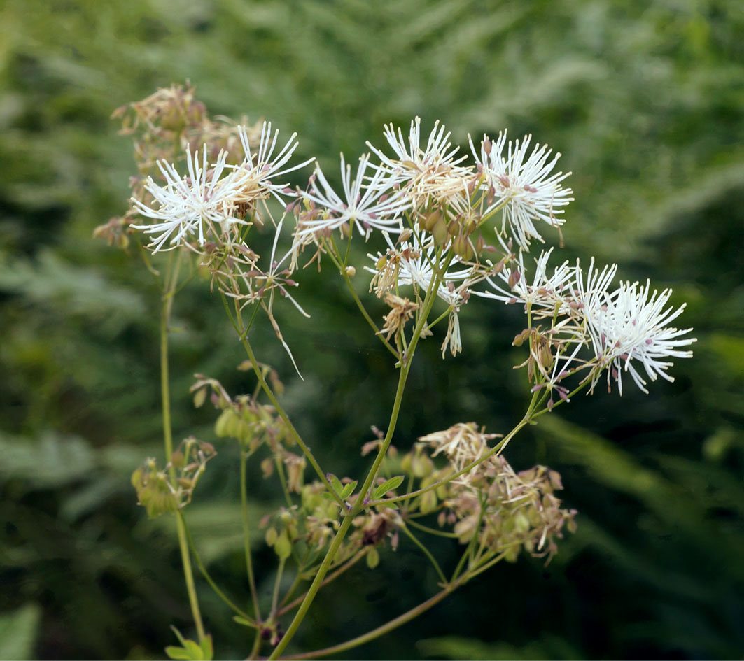 Image of Thalictrum contortum specimen.