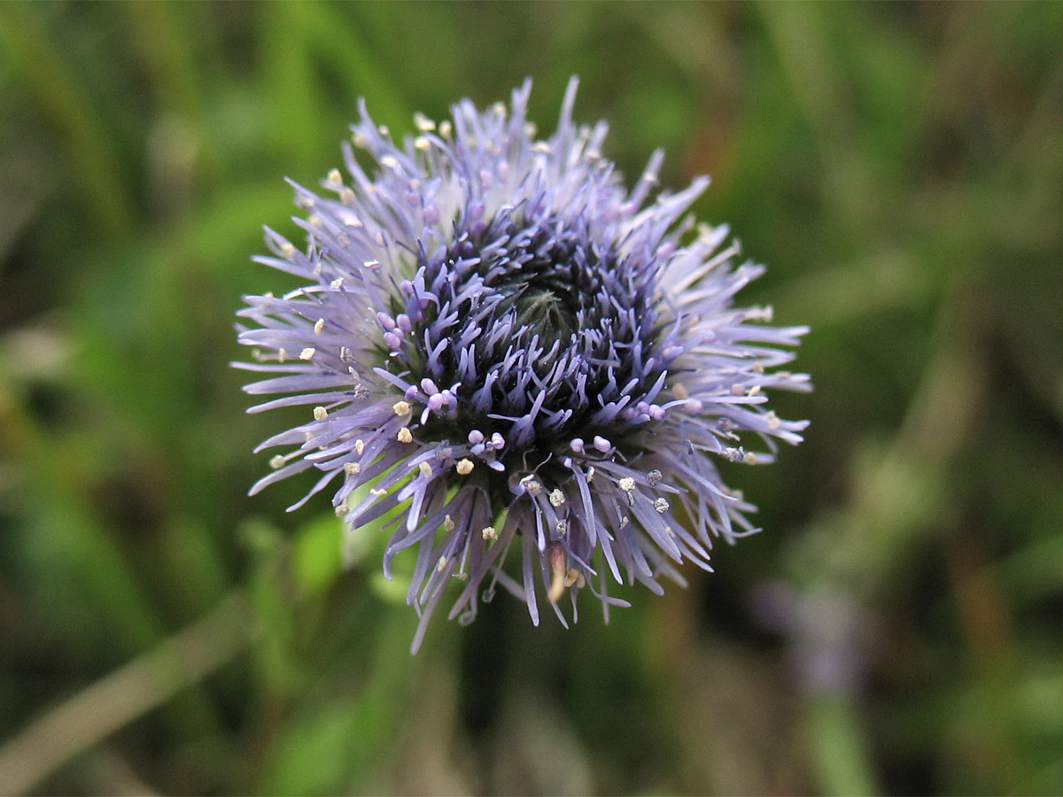 Image of Globularia bisnagarica specimen.